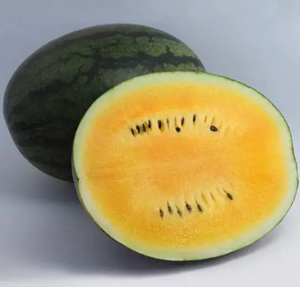 Кавун KS 500 F1