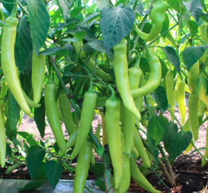 Перець гіркий KS 65 F1