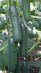 Огірок KS 930 F1 100шт