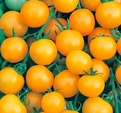 Томат черрі KS 97 F1