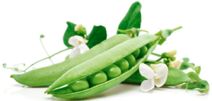 Горох Мегасайз 