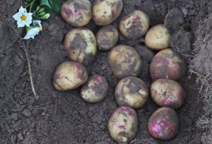 Картопля насіннєва  Пікассо  (1 репродукція) 2,5 кг Сертифікована середньопізня, фракція 35-50мм