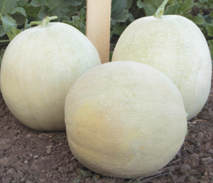 Диня Міра F1