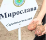Картопля насіннєва Мирослава (1 репродукція) 2,5 кг Сертифікована середньостигла, фракція 35-50мм НОВИНКА