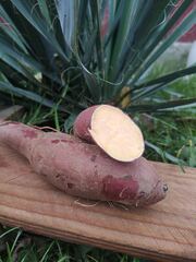 Батат Мурасакі 2кг сітка