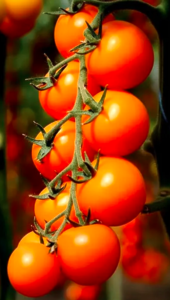 Томат Нессі KS 1549 F1 