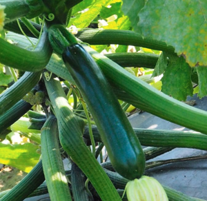 Кабачок НОА F1 500 шт