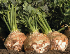 Селера коренева Прінц