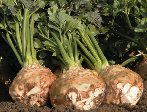 Селера коренева Прінц 