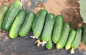 Огірок Проскор F1 1000шт 