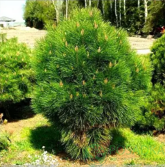 Сосна Роклей