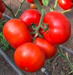 Томат Рестлер F1 1000шт