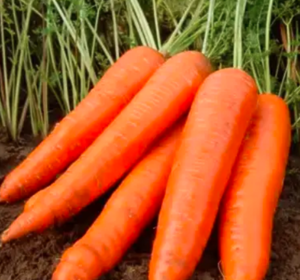 Морква РокФаєр F1 100.000шт