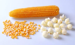 Кукурудза Саммер F1