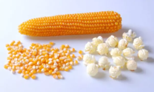 Кукурудза Саммер F1