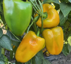 Перець Санта F1 500шт