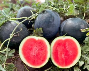 Кавун Стел с F1 1000шт