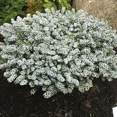 Ялиця корейська Айсбрейкер