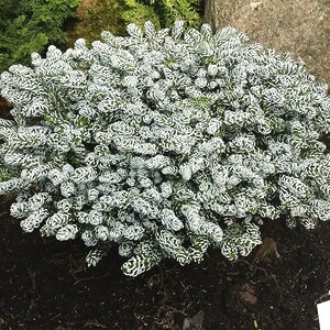 Ялиця корейська Айсбрейкер