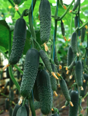 Огірок Сінклер KS 80 F1