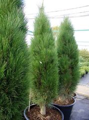 Сосна чорна Грін Тауер