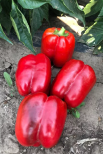 Перець Стріт F1 500шт