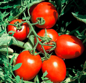 Томат Сурія 1000шт