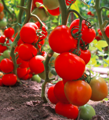 Томат Тайлер F1