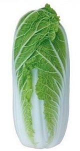 Пекінська капуста Тенсай F1