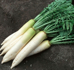 Редиска Титан