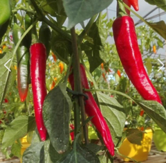 Перець ТОЙО F1 500шт