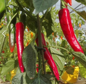 Перець ТОЙО F1 500шт