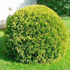 Туя Голден Глоб