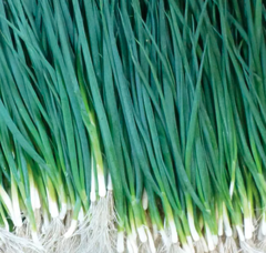 Цибуля на перо Вулкан