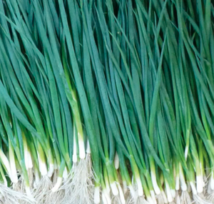 Цибуля на перо Вулкан