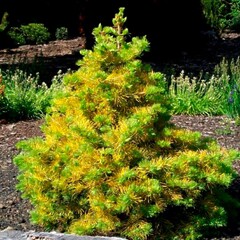 Ялиця одноколірна Вінтерголд