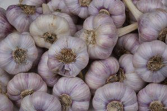 Часник Любаша перша репродукція фракція 60+мм