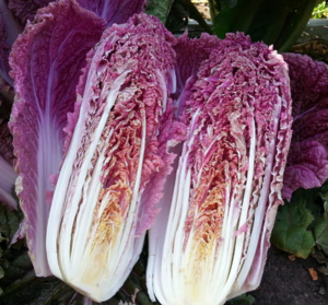 Капуста пекінська Ямада F1