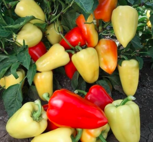 *Перець солодкий Яніка F1