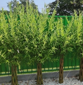 Верба плетена