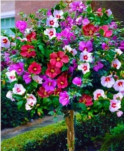 Гібіскус трьохкольоровий