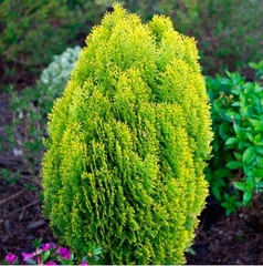 Туя Ауреа Нана