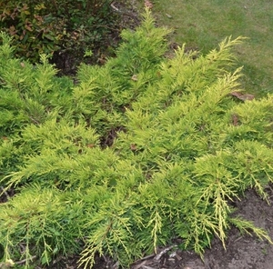 Ялівець Голд Стар