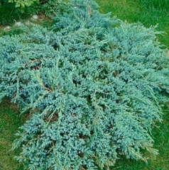 Ялівець Блю Картпет