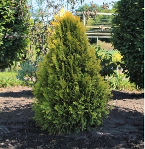 Туя пліката Голд