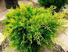 Ялівець Олдголд