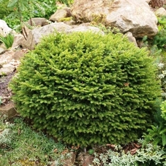 Ялина Нідіформіс