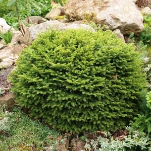 Ялина Нідіформіс