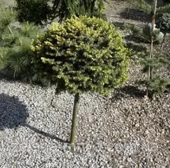 Ялина Сербська Певе Тіджін штамб