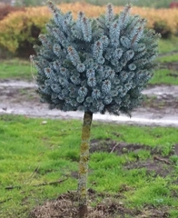 Ялина Сітхінська штамб